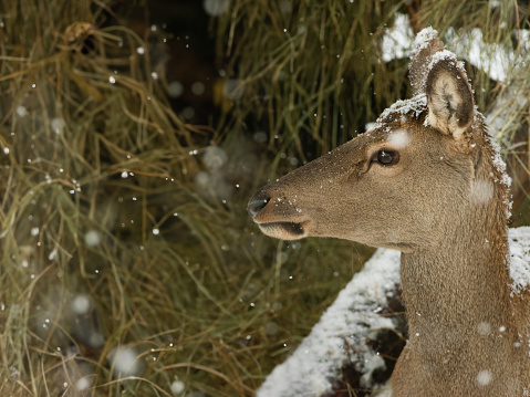 portrait of a deer female  on a background of dry hay in winter