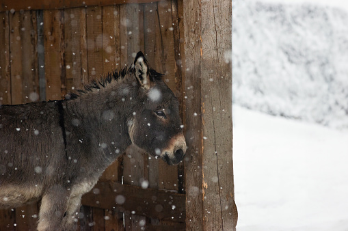 donkey standing on a farm in winter during snowfall