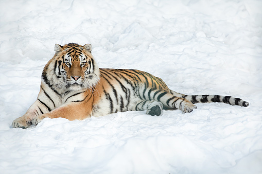 tiger lying on the snow in winter