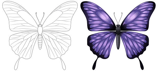 Illustration of a butterfly, from outline to full color