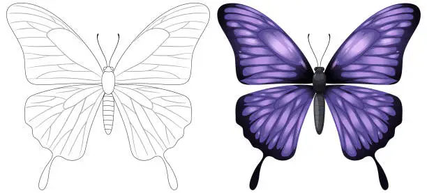 Vector illustration of Illustration of a butterfly, from outline to full color