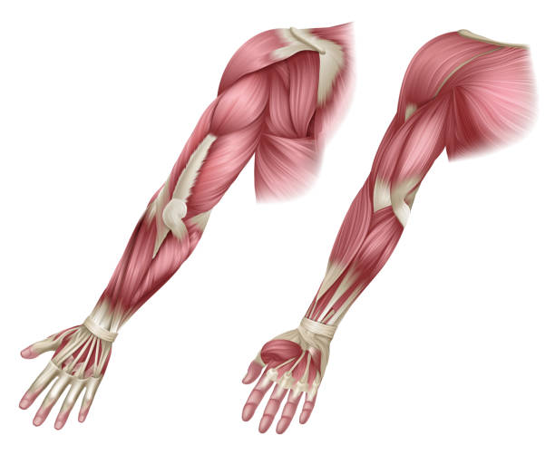 Arm Muscles Human Body Anatomical Illustration Human body muscles of the arm shown from the front and back anatomy or medical anatomical diagram illustration. biceps femoris stock illustrations