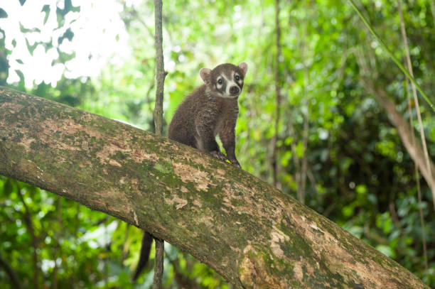 istock Costa Rica - Nature Travel 2042474946