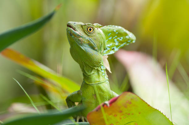 istock Costa Rica - Nature Travel 2042474949