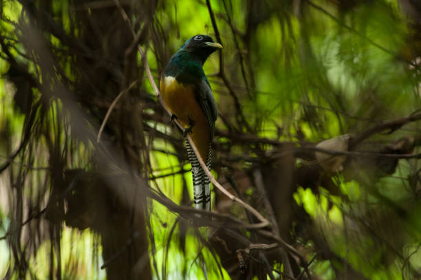 istock Costa Rica - Nature Travel 2042475525