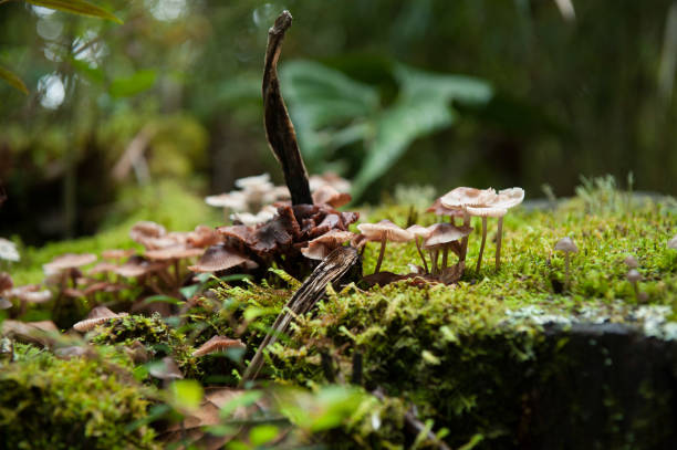 istock Costa Rica - Nature Travel 2042475528