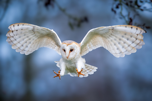 A majestic barn owl in flight