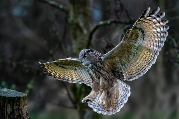 istock Majestic Eurasian eagle-owl soaring with wings extended 2042476625