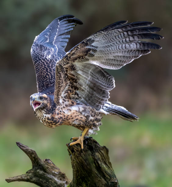 istock Black-chested buzzard-eagle perched on a branch, wings spread wide 2042476635