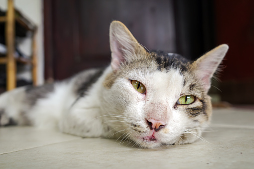 A cute local cat, Felis silvestris catus,  with pink nose, selected focus.