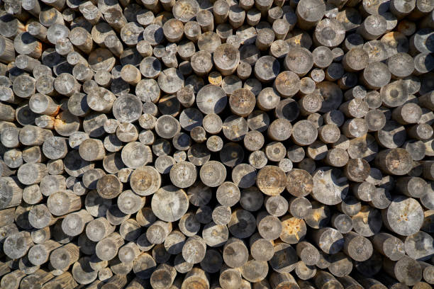 A collection of logs stacked on wooden poles