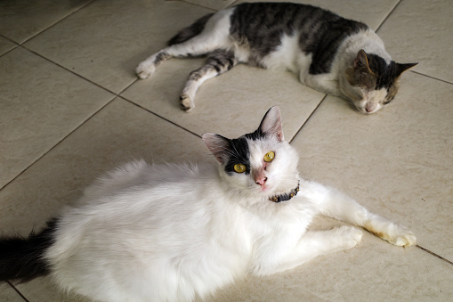 Two cute local cats, Felis silvestris catus,  with pink nose on the floor.