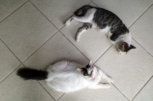 Two cute local cats, Felis silvestris catus,  with pink nose on the floor.