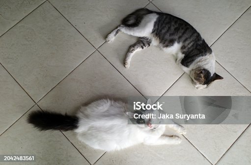 Two cute local cats, Felis silvestris catus,  with pink nose on the floor
