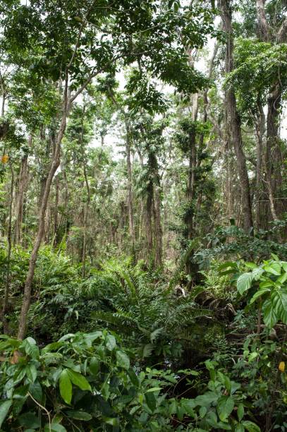 istock Costa Rica - Nature travel 2042485667