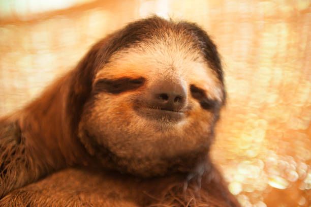 two toed sloth sleeping on blanket