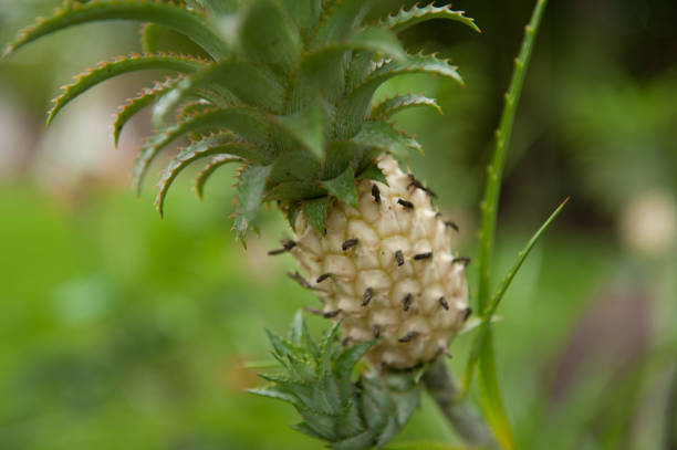 pineapple fields of Tagaytay located in the Philippines