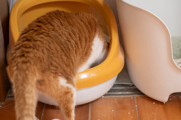 istock cat entering the toilet 2042490519