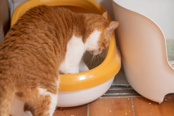 istock cat entering the toilet 2042490521
