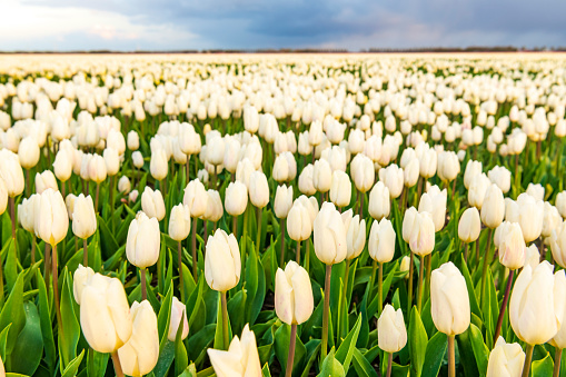 White Tulips growing in a field during a beautiful springtime sunset in the Noordoostpolder in Flevoland, The Netherlands. Low angle view with a stormy sky above the tulip field.