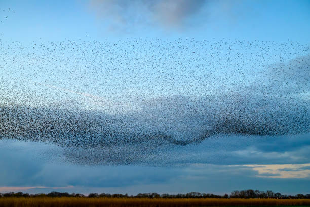 istock Starling murmuration during sunset at the end of the day 2042492158