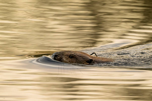 istock Beaver in the wild swimming during sunrise 2042492684