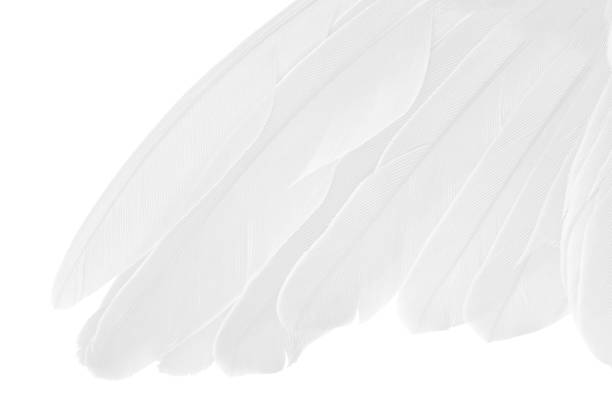 Abstract White Bird Feathers Falling in The Air. Fluffy Downy. Softness of Feathers Floating in Heavenly.
