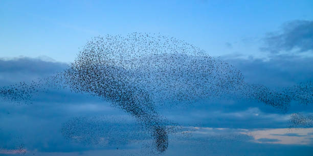 istock Starling murmuration during sunset at the end of the day 2042493839