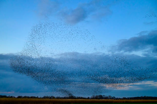 istock Starling murmuration during sunset at the end of the day 2042495504