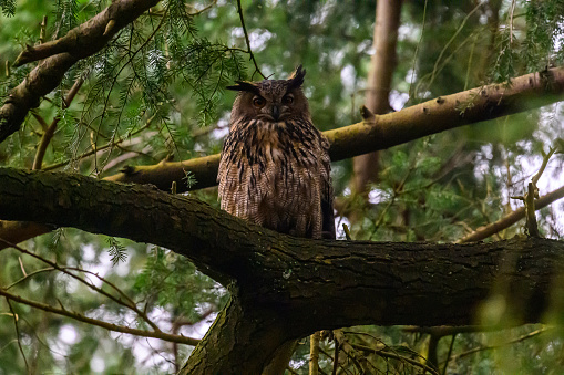 Eurasian eagle-owl (Bubo bubo) sitting high up in a tree in a forest during winter. The bird of prey is resting and looking around in the woodland in Overijssel, Netherlands.