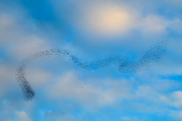 istock Starling murmuration during sunset at the end of the day 2042496569
