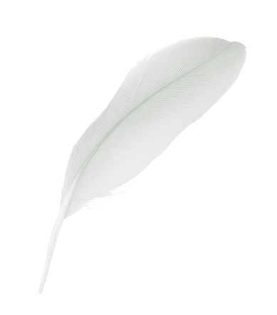 white feather isolated on white background
