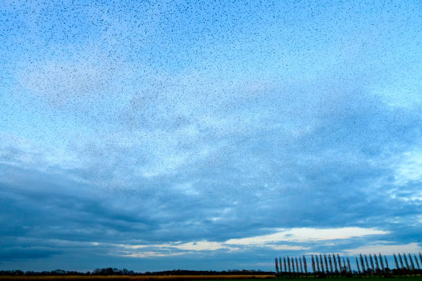 Free Stock Photo of Murmuration of birds over a countryside | Download ...