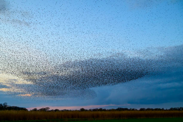 istock Starling murmuration during sunset at the end of the day 2042497645