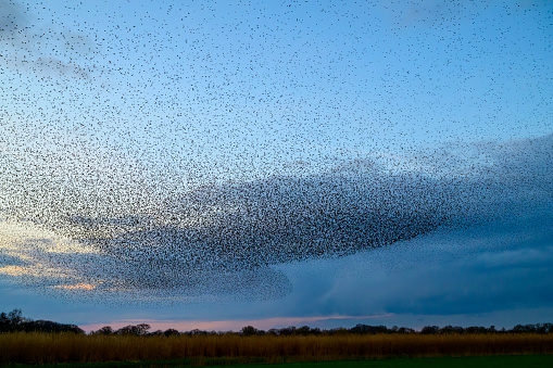 Starling birds murmuration in an cloudy sky during a calm sunset at the end of the day. Huge groups of starlings (Sturnidae) in the sky that move in shape-shifting clouds before the night.