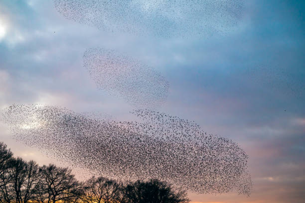 istock Starling murmuration during sunset at the end of the day 2042498166