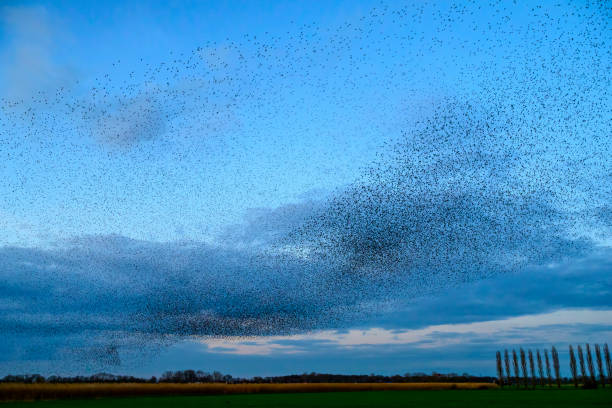 istock Starling murmuration during sunset at the end of the day 2042498192