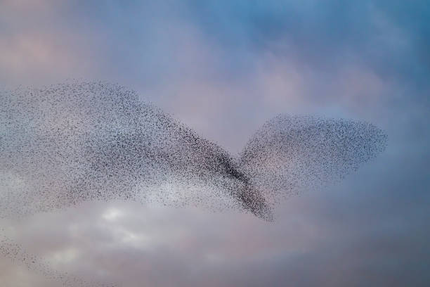 istock Starling murmuration during sunset at the end of the day 2042498703
