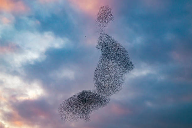 istock Starling murmuration during sunset at the end of the day 2042499226