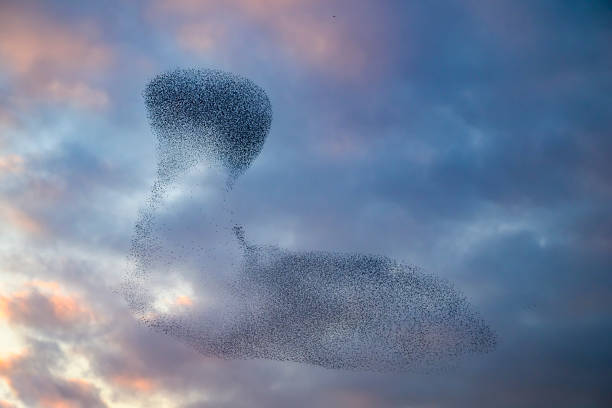 istock Starling murmuration during sunset at the end of the day 2042500031