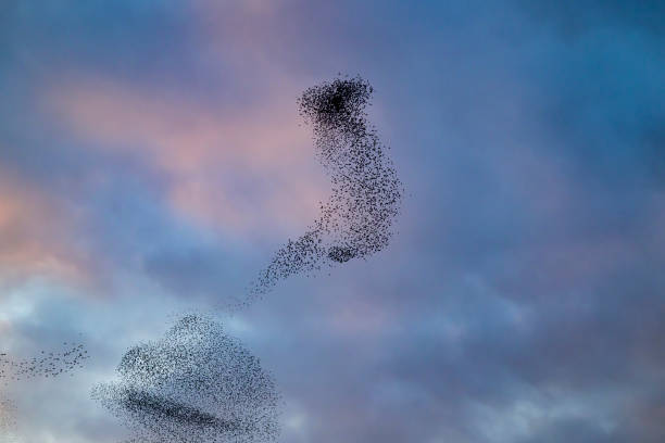 istock Starling murmuration during sunset at the end of the day 2042500323