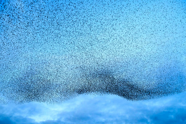 Starling birds murmuration in an cloudy sky during a calm sunset at the end of the day. Huge groups of starlings (Sturnidae) in the sky that move in shape-shifting clouds before the night.