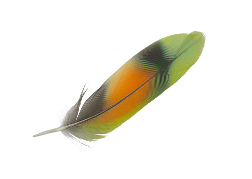 Background Image of a tawny feather