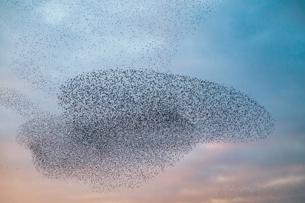 istock Starling murmuration during sunset at the end of the day 2042501435