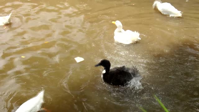 Bathing Ducks