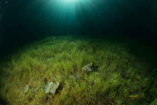 Fernsteinsee/Samarangersee - Underwater Impressions diving mountain lakes
