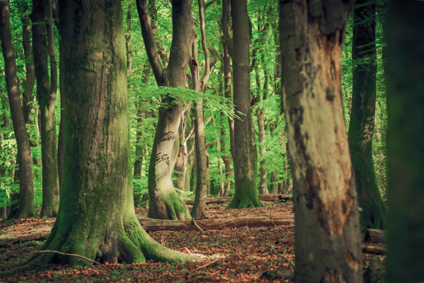 Beech forrest with sunlight falling between green leaves