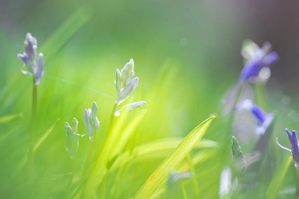 Bluebell flower forest - photo with low depth of field in wild nature