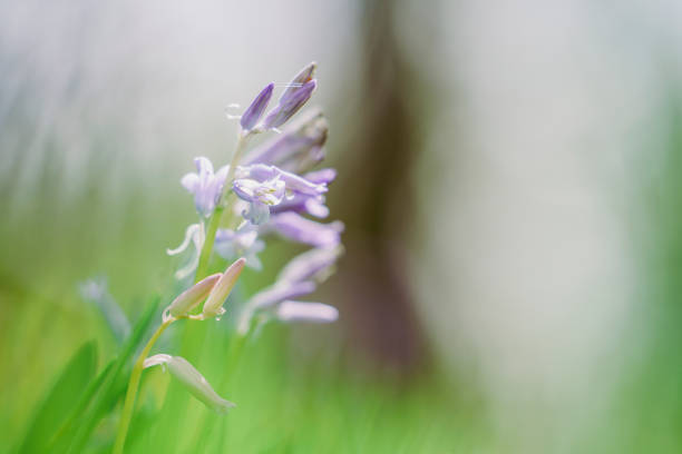 A close up shot of a grass meadow covered in bluebell flowers in Scotland.