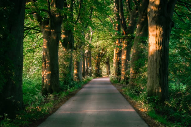 Monumental beech trees along the side of the road and sunlight coming in from summer evening,